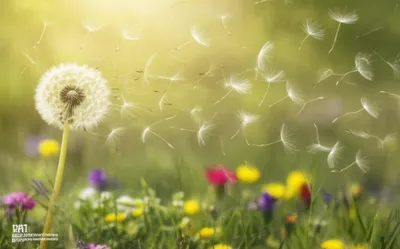 Illustration disperses - Image 1