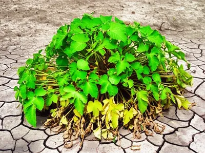 Illustration worsening - Image 1