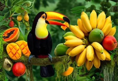 Illustration frugivores - Image 1