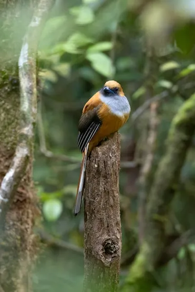 Illustration trogon - Image 2