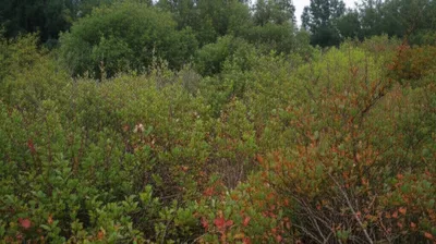 Illustration brushes - Image 1