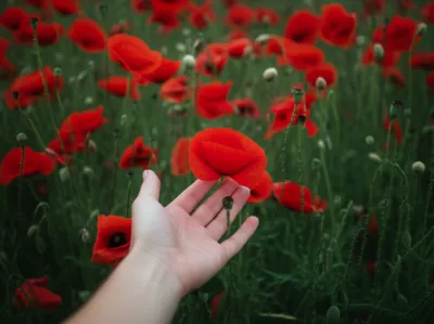 Illustration opioid - Image 1