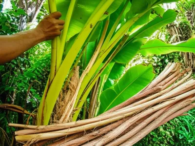 Illustration ramie - Image 1