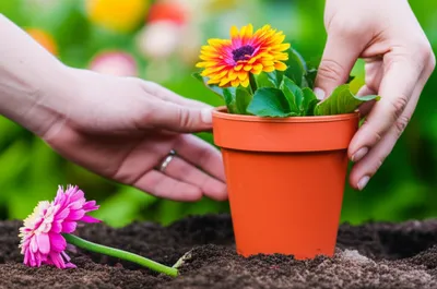 Illustration repairs - Image 1