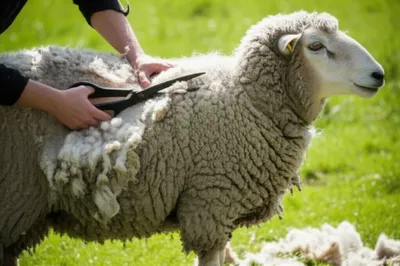 Illustration sheers - Image 1