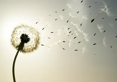 Illustration spawn - Image 1