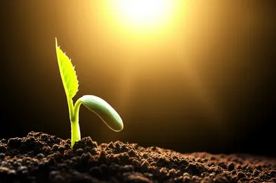 Illustration coming - Image 1