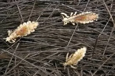 Illustration lice - Image 2