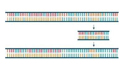 Illustration copy - Image 1