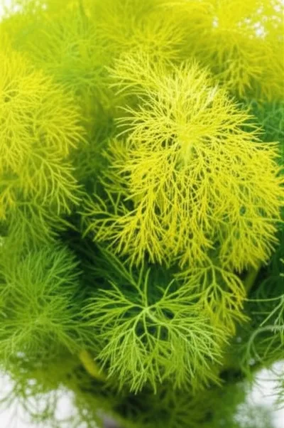 Illustration absinthes - Image 1