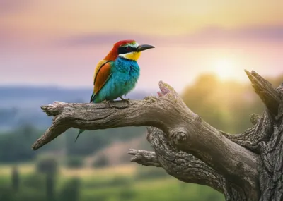 Illustration whit - Image 1