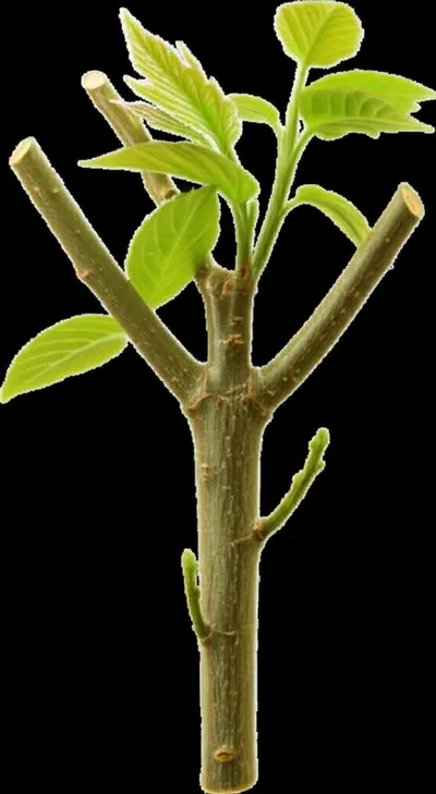 Illustration prolepsis - Image 1