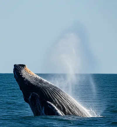 Illustration spout - Image 1