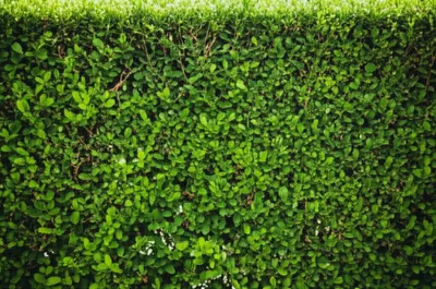 Illustration hedgerow - Image 1