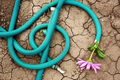 Illustration neutered - Image 1