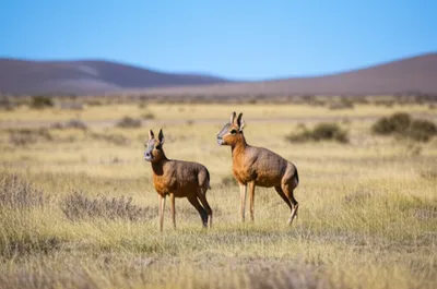 Illustration maras - Image 1