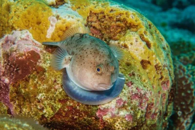 Illustration lump - Image 1