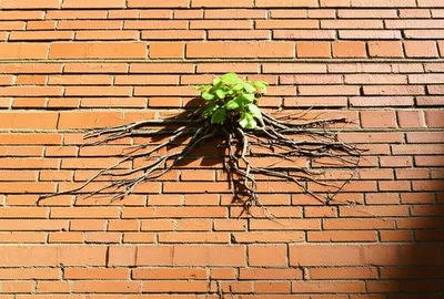 Illustration undeniable