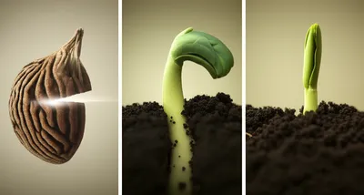 Illustration sprouts - Image 1