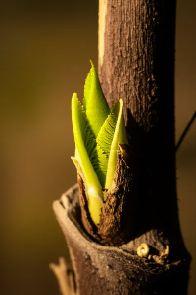 Illustration revived - Image 1