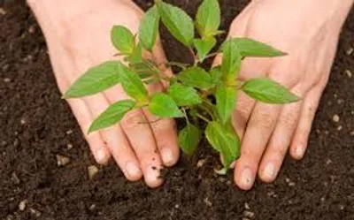 Illustration heel - Image 2