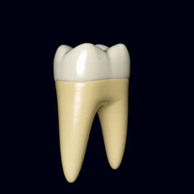 Illustration teeth - Image 1