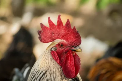 Illustration combs - Image 1