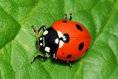 Illustration speckles