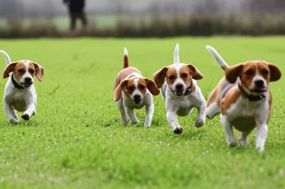 Illustration beagles - Image 1