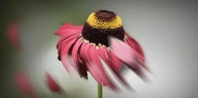 Illustration loses - Image 1