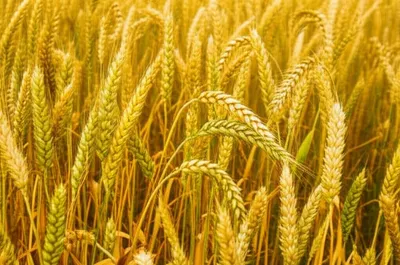 Illustration bristle - Image 1