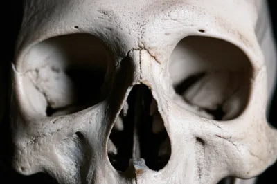 Illustration palatine - Image 1