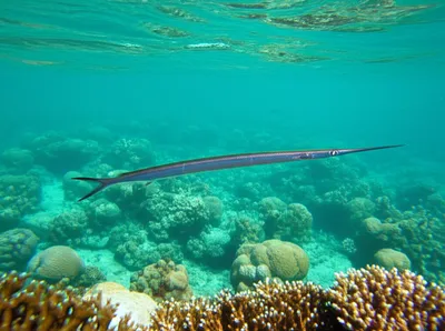 Illustration needlefish