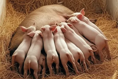 Illustration far - Image 1