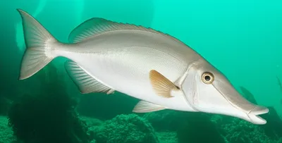 Illustration trumpeter - Image 1