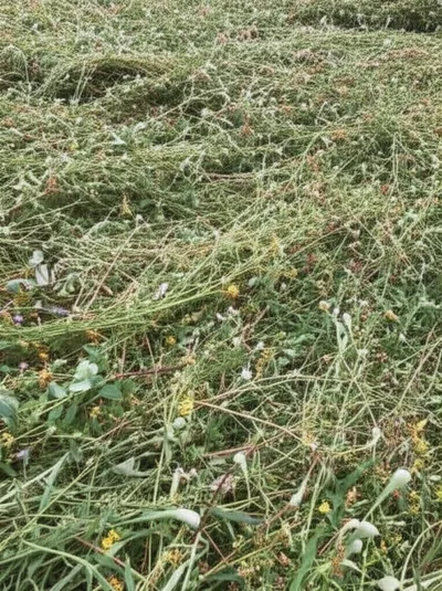 Illustration matting - Image 1