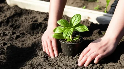 Illustration grounds - Image 1