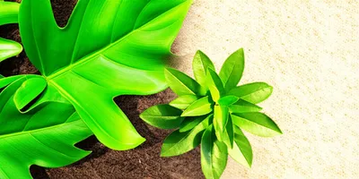 Illustration acclimatization - Image 1