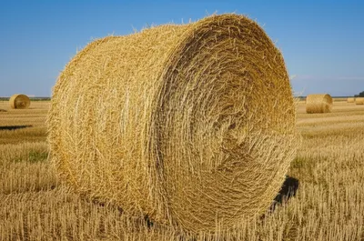 Illustration cole - Image 1