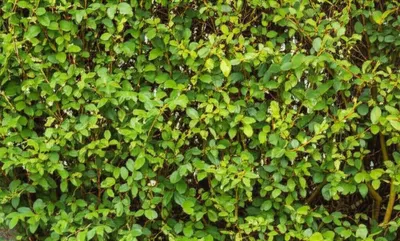 Illustration quick - Image 1