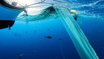 Illustration trawl - Image 1