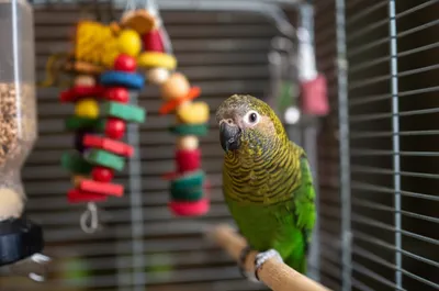 Illustration budgerigar