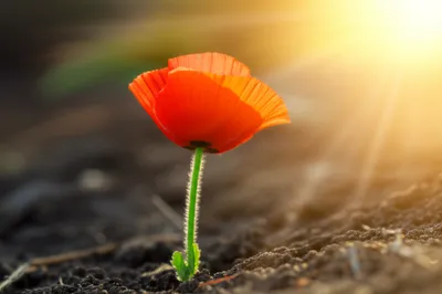 Illustration born - Image 1