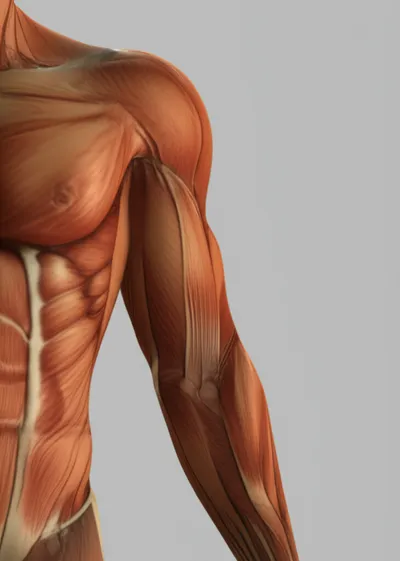 Illustration arms - Image 1