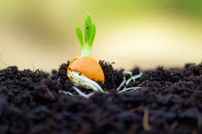 Illustration sets - Image 1