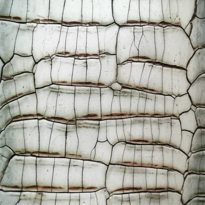 Illustration alligators - Image 2