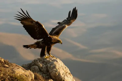 Illustration levant - Image 1