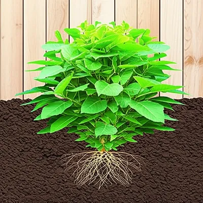 Illustration secured - Image 1