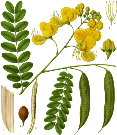 Illustration cassia - Image 1