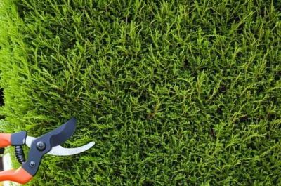 Illustration pruned - Image 1